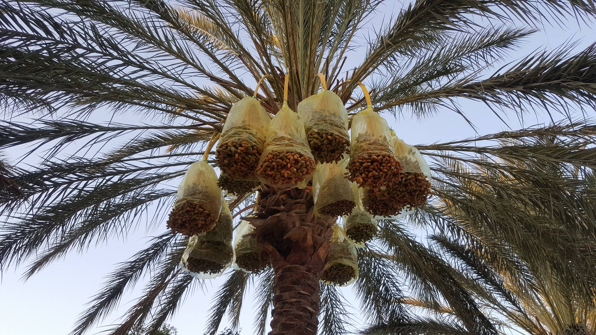 مزارع النخيل
