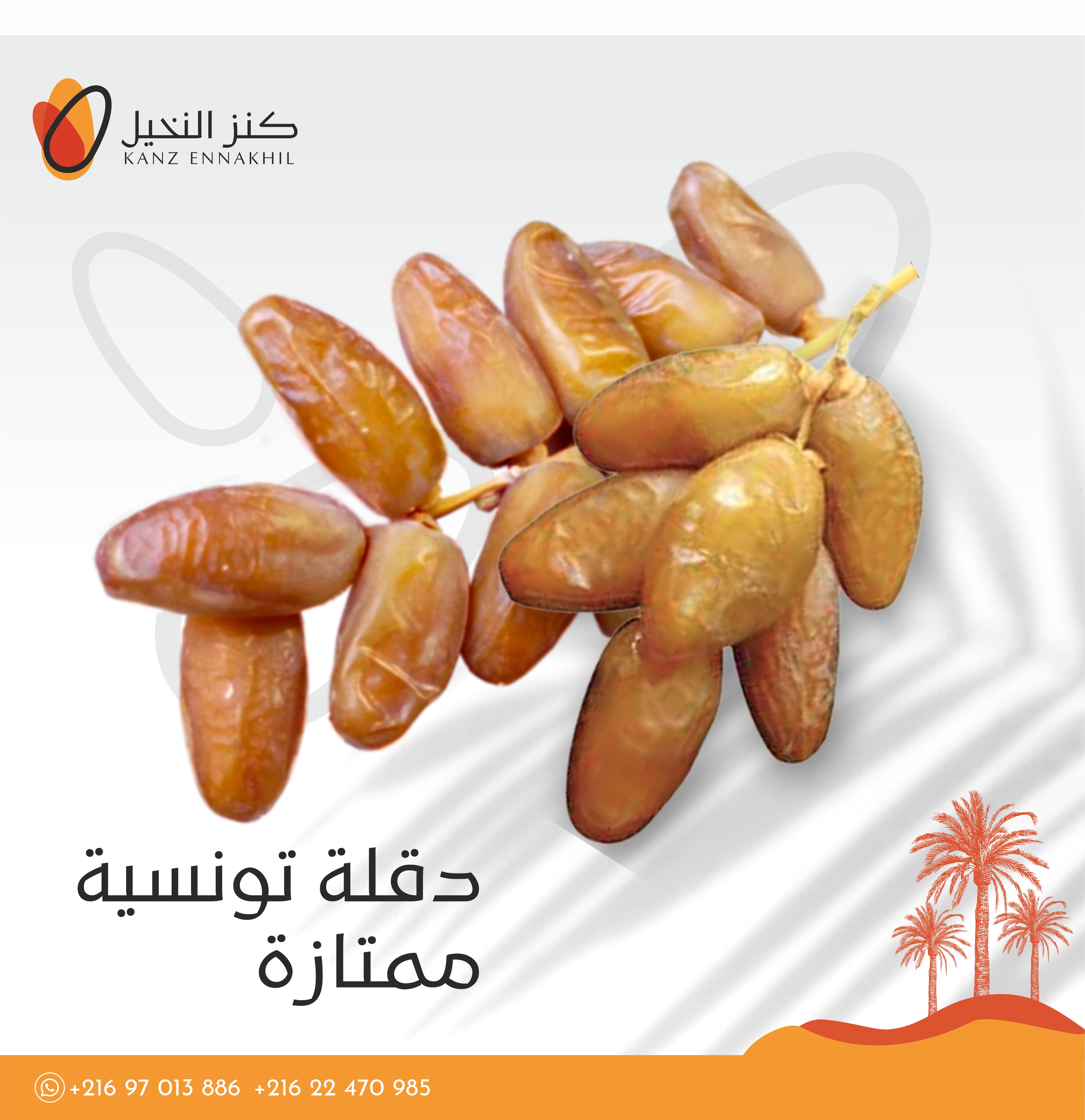 دقلة النور الفاخرة